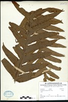 藏品(崖薑蕨)的圖片